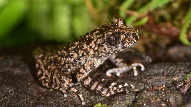 A new species of toothed toad discovered only in Vietnam